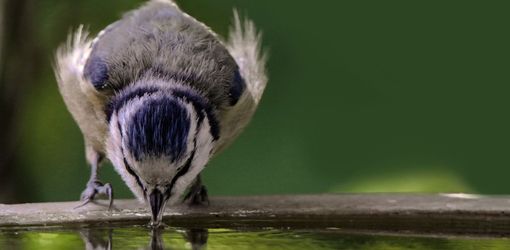 stopping birds from pooing in your garden